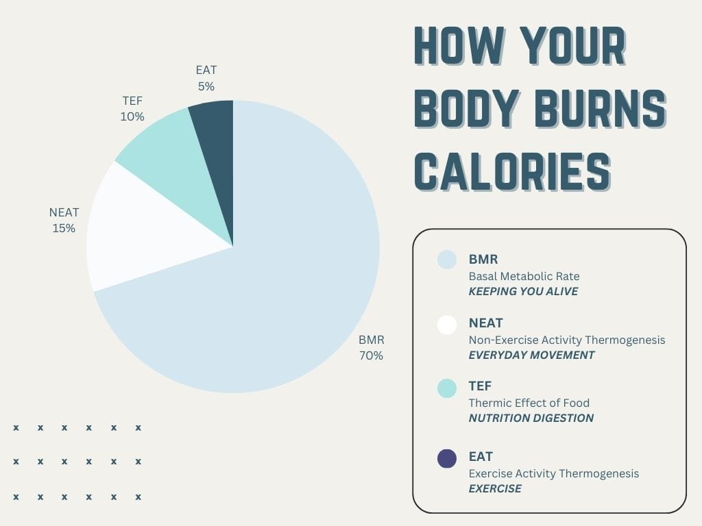 how your body burns calories how your body burns calories